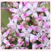 ヒメ日記 2026/03/09 13:19 投稿 なみ 完熟ばなな川崎