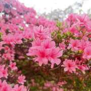 ヒメ日記 2026/05/12 00:06 投稿 みい 治療院.LOVE 宇都宮店