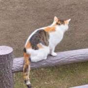 ヒメ日記 2025/12/16 19:25 投稿 はな エスッテ×エスッテ