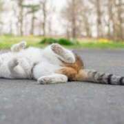 ヒメ日記 2026/01/31 11:23 投稿 はな エスッテ×エスッテ