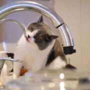 ヒメ日記 2026/02/03 11:06 投稿 はな エスッテ×エスッテ