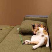 ヒメ日記 2026/02/08 11:14 投稿 はな エスッテ×エスッテ