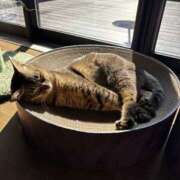 ヒメ日記 2026/02/17 21:39 投稿 はな エスッテ×エスッテ