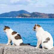 ヒメ日記 2026/03/07 20:38 投稿 はな エスッテ×エスッテ