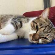 はな 今日12時から❣️ エスッテ×エスッテ