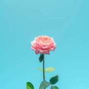 ヒメ日記 2025/12/13 10:00 投稿 いおり ロイヤル土佐