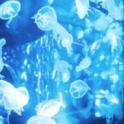 ヒメ日記 2025/12/14 07:00 投稿 いおり ロイヤル土佐