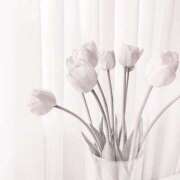 いおり 🪽⟡⁺. ロイヤル土佐