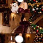 叶 蘭 クリスマス ELEGANCE