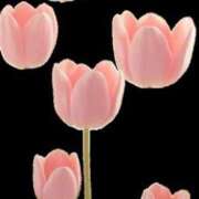 ヒメ日記 2025/12/04 19:20 投稿 広田ゆり 五十路マダム　和歌山店