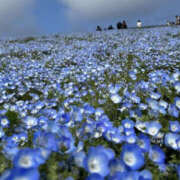ヒメ日記 2026/04/17 00:54 投稿 白石さや YESグループ水戸　華女