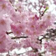 ヒメ日記 2026/04/16 10:45 投稿 ななみ 栃木宇都宮ちゃんこ