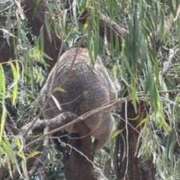 ヒメ日記 2026/01/29 02:09 投稿 長谷川　みか イラマチーオ新宿店
