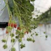 ヒメ日記 2026/03/09 21:19 投稿 長谷川　みか SM東京　新宿店