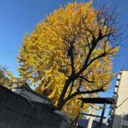 ヒメ日記 2025/11/30 12:04 投稿 かのん 素人妻達☆マイふぇらレディー