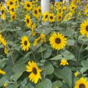 ヒメ日記 2025/12/30 20:56 投稿 さら 錦糸町ティラミス（シンデレラグループ）