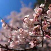 ヒメ日記 2026/03/19 18:21 投稿 よる 町田人妻城