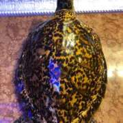 ヒメ日記 2025/12/23 22:13 投稿 美樹 出会い系人妻ネットワーク 上野〜大塚編