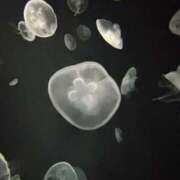 ヒメ日記 2025/12/07 14:41 投稿 高見　すず ナディア（奈良）