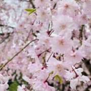 ヒメ日記 2026/03/28 10:41 投稿 高見　すず ナディア（奈良）