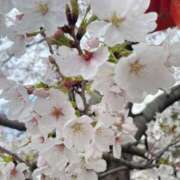 ヒメ日記 2026/04/04 11:51 投稿 高見　すず ナディア（奈良）