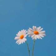 ヒメ日記 2026/05/20 00:01 投稿 ノア【新人】【宮崎っ子】 Alice