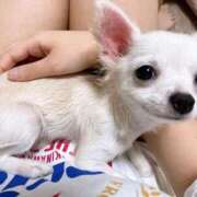 ヒメ日記 2026/04/04 18:20 投稿 さり Beppin house