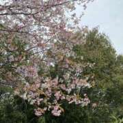 ヒメ日記 2026/04/08 21:30 投稿 ゆきの スピードエコ天王寺店