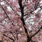 ヒメ日記 2026/02/25 12:02 投稿 倉木りんか ワイフコレクション