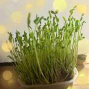 ヒメ日記 2025/12/11 08:41 投稿 雪村ましろ 彩タマンサ（埼玉ハレ系）