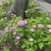 ヒメ日記 2026/06/25 12:01 投稿 松下 手コキ専門店「寸止め抜き地獄」