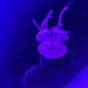 ヒメ日記 2026/02/01 15:57 投稿 ゆづき DOLCE