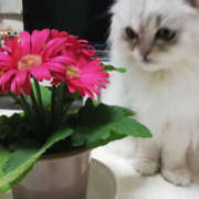 岡山かおり はじめまして ミセス・レヴォアール～再会～