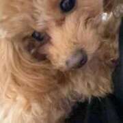 ヒメ日記 2025/11/28 19:03 投稿 音彩(とあ) 人妻城 横浜本店