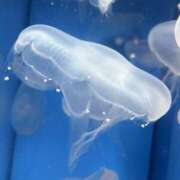 ヒメ日記 2025/12/02 22:08 投稿 ゆきの 上野人妻セレブリティ(ユメオト)