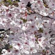 ゆり さくら マダムハンズ