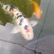 ヒメ日記 2025/12/07 14:46 投稿 あさがお 熟女家 京橋店