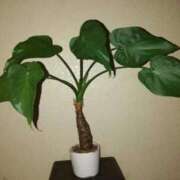 ヒメ日記 2025/12/09 05:56 投稿 あさがお 熟女家 京橋店