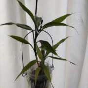 ヒメ日記 2025/12/15 12:06 投稿 あさがお 熟女家 京橋店