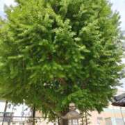 ヒメ日記 2025/12/22 04:36 投稿 あさがお 熟女家 京橋店