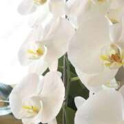 香坂蘭 出勤日のお知らせ Matriarch(マトリアルカ)