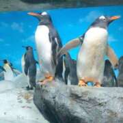 ヒメ日記 2026/01/29 17:50 投稿 さくら 木更津人妻花壇