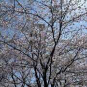 ヒメ日記 2026/04/15 09:34 投稿 うた ROYAL FACE FUKUOKA