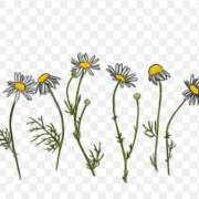 ヒメ日記 2025/12/12 08:01 投稿 二宮瑠香 プレジデントクラブ