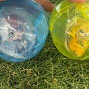 ヒメ日記 2026/01/22 19:55 投稿 すい 妖精（ようせい）