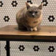 ヒメ日記 2026/02/08 13:50 投稿 すい 妖精（ようせい）