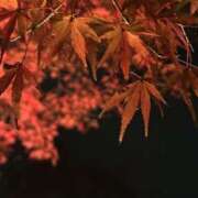 こう こう（エコ日本橋店） スピードエコ日本橋店