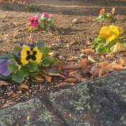 ヒメ日記 2025/12/08 17:56 投稿 なのは 千葉柏ちゃんこ