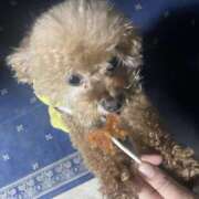 ヒメ日記 2025/12/16 01:48 投稿 なのは 千葉柏ちゃんこ