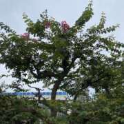 ヒメ日記 2026/07/28 10:20 投稿 板野(ｲﾀﾉ) 小山人妻城